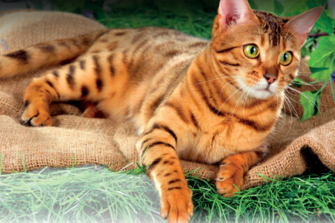 Bengal, quel piccolo leopardo da salotto