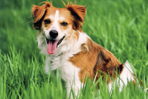 Amici per la pelle: Conoscerli per amarli