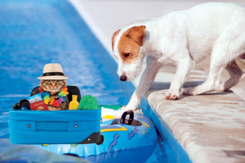 Partiamo? Ecco come viaggiare con il nostri amici a quattro zampe