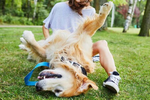 Felici insieme, come abituarlo a lasciarsi toccare