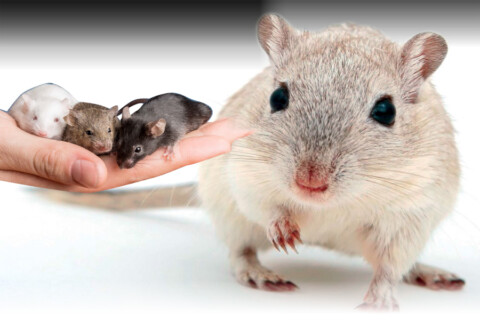 Gerbillo, intelligenza e affetto con i baffi