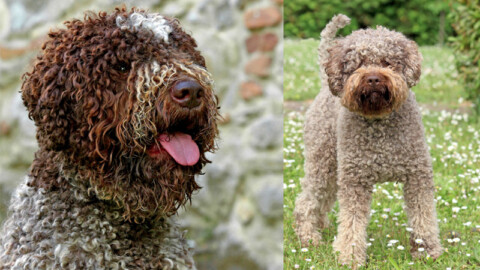 Dalla caccia nelle lagune..., Lagotto romagnolo, tartufo e salotto