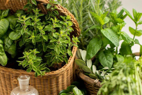 Il segreto del profumo della giovinezza? Le erbe fresche aromatiche (lo dice anche la scienza)