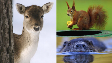 L’invasione degli alieni: un fenomeno sempre esistito