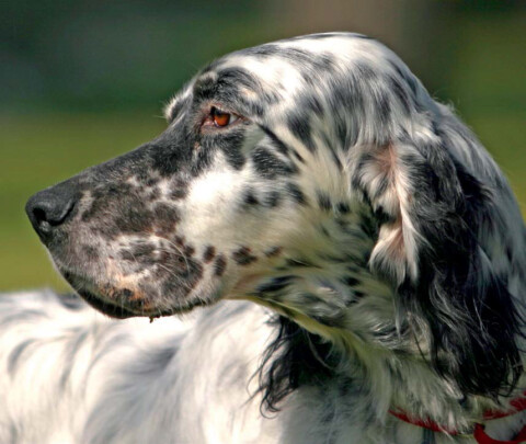 SETTER INGLESE: la storia, il carattere, la salute, e le attività del dolcissimo cacciatore