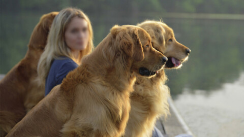 Golden Retriever, il nostro amico coperto d’oro!