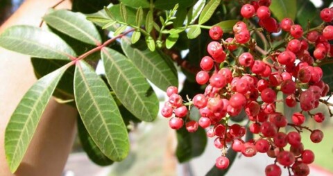 L’albero del pepe, imperatore di tutte le spezie