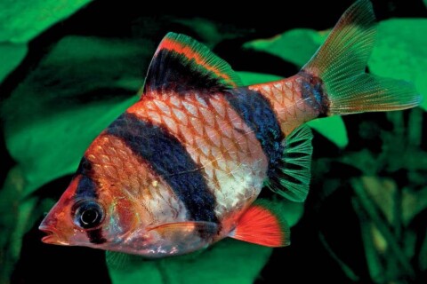 Pesce barbo, la piccola "star"