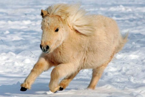 Pony Shetland, cavallino amico dei bambini