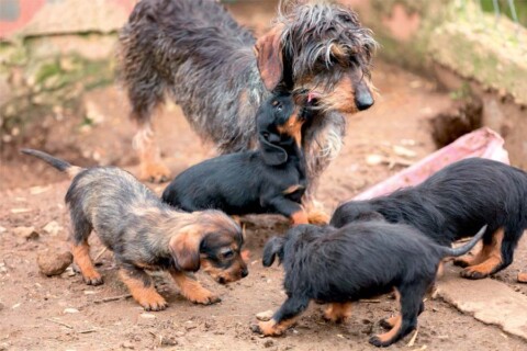 Come imparano? Saperlo ci serve