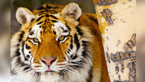 Perché gli animali sono fatti così