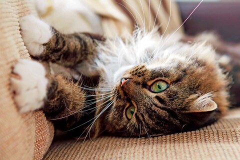 Quanto sono belli: micioni in pellicciotto, classici morbidoni di taglia big