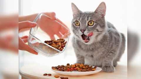 Allergie nei gatti: cause e soluzioni