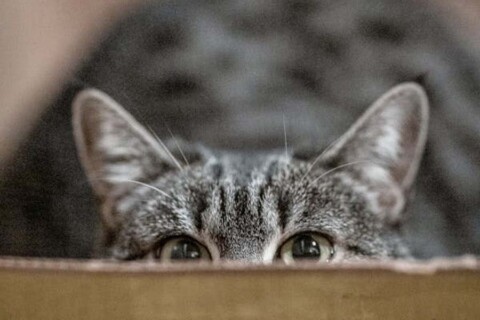 Che orecchio! Come lo fanno? Qual è la differenza tra noi e loro