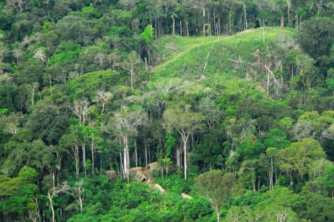 L’offensiva verso le foreste. E adesso come faremo?
