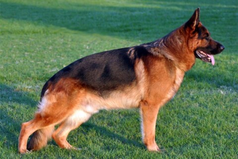 Pastore tedesco, un cane, mille doti
