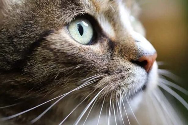 Macro close up illustrating animal whiskers acting as advanced biological sensory networks