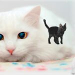 The Forgotten Royal Feline: How the Turkish Angora Claimed the Heart of Modern Europe