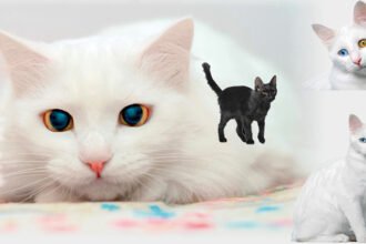 The Forgotten Royal Feline: How the Turkish Angora Claimed the Heart of Modern Europe