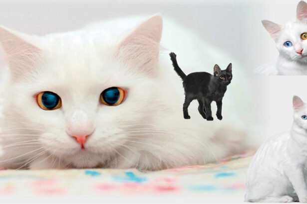 The Forgotten Royal Feline: How the Turkish Angora Claimed the Heart of Modern Europe