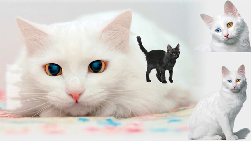 The Forgotten Royal Feline: How the Turkish Angora Claimed the Heart of Modern Europe