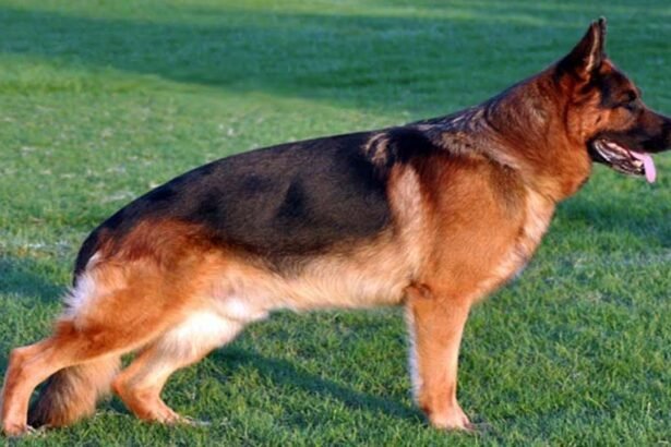 Alert German Shepherd sitting outdoor illustrating optimal German Shepherd intelligence traits and herding history