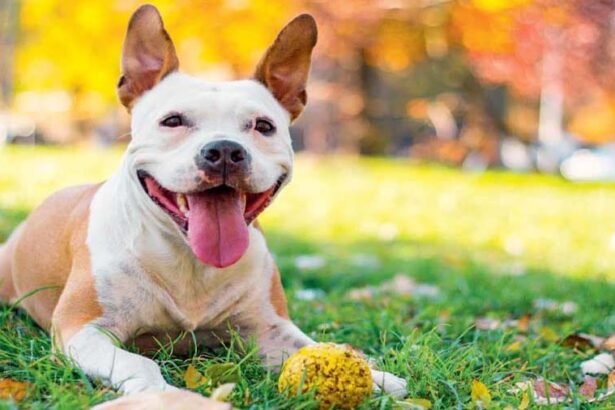 Happy dog playing outdoor illustrating optimal canine emotional balance and daily routines