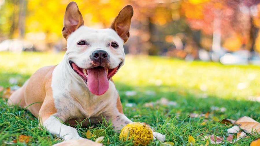 Happy dog playing outdoor illustrating optimal canine emotional balance and daily routines
