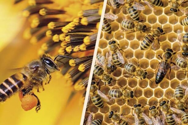 Macro close up analyzing the complex honeycomb architecture and honeybee collective structure inside a hive
