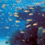 Vibrant coral reef ecosystem illustrating active marine habitat restoration and underwater biodiversity tracking