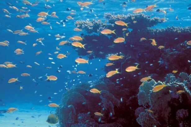 Vibrant coral reef ecosystem illustrating active marine habitat restoration and underwater biodiversity tracking