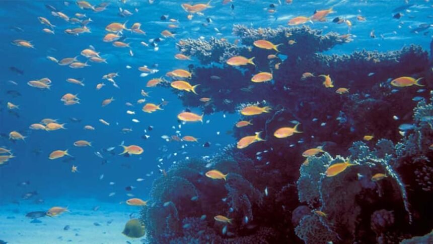 Vibrant coral reef ecosystem illustrating active marine habitat restoration and underwater biodiversity tracking
