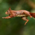 A wild sugar glider spreading its gliding membrane mid-air while leaping between tropical trees in an Australian rainforest canopy.