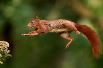 A wild sugar glider spreading its gliding membrane mid-air while leaping between tropical trees in an Australian rainforest canopy.