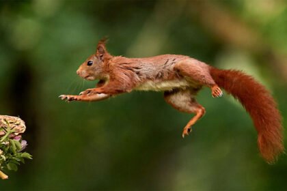 A wild sugar glider spreading its gliding membrane mid-air while leaping between tropical trees in an Australian rainforest canopy.