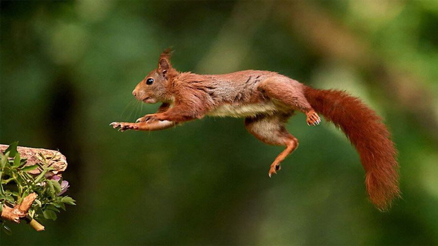 A wild sugar glider spreading its gliding membrane mid-air while leaping between tropical trees in an Australian rainforest canopy.