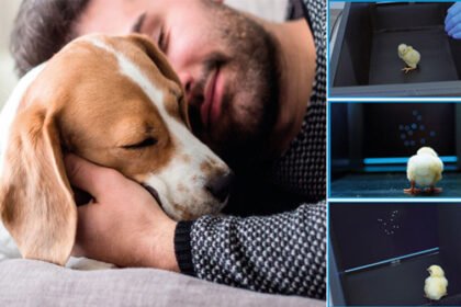 Man and dog, birds inside an experimental area during a cognitive research experiment.