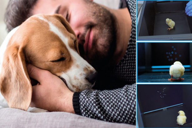 Man and dog, birds inside an experimental area during a cognitive research experiment.