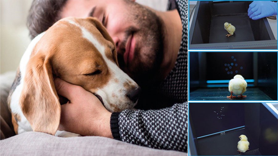 Man and dog, birds inside an experimental area during a cognitive research experiment.