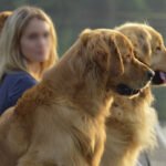1. An active Golden Retriever running outdoors near water, demonstrating the breed's natural retrieving instincts and athletic capabilities.