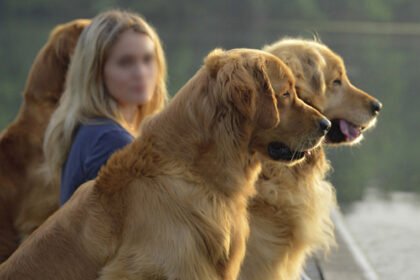 1. An active Golden Retriever running outdoors near water, demonstrating the breed's natural retrieving instincts and athletic capabilities.