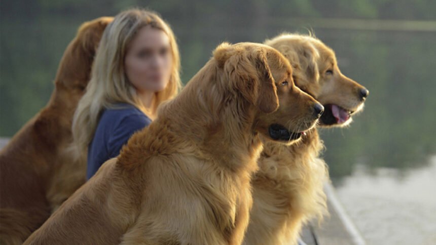 1. An active Golden Retriever running outdoors near water, demonstrating the breed's natural retrieving instincts and athletic capabilities.