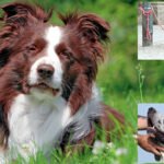 Decoding the Stay Command, Master the Art of Canine Patience and Emotional Balance