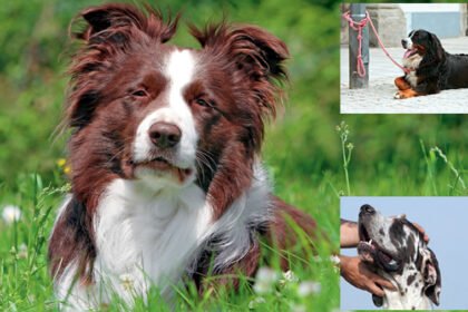 Decoding the Stay Command, Master the Art of Canine Patience and Emotional Balance