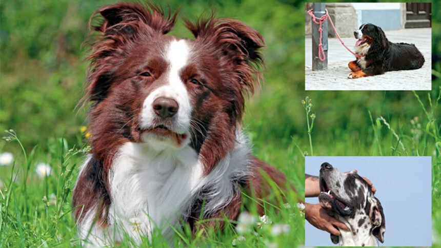 Decoding the Stay Command, Master the Art of Canine Patience and Emotional Balance