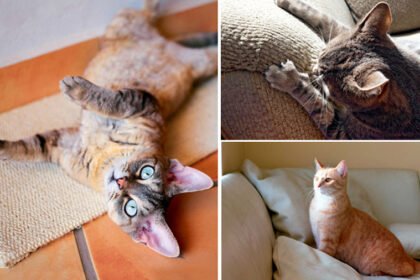 A calm domestic cat sitting near an appropriate sisal scratching post inside a well-lit modern living room.