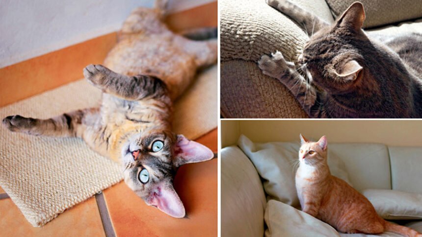 A calm domestic cat sitting near an appropriate sisal scratching post inside a well-lit modern living room.