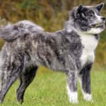 Proud Akita dog standing outdoors, showing the breed's fierce expression and thick double coat