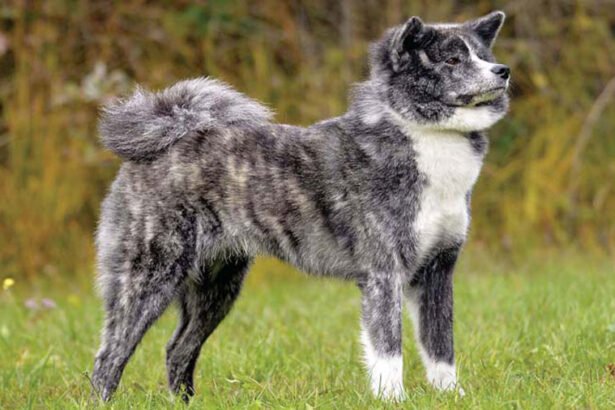 Proud Akita dog standing outdoors, showing the breed's fierce expression and thick double coat