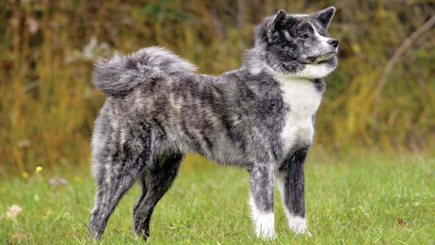 Proud Akita dog standing outdoors, showing the breed's fierce expression and thick double coat